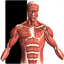 Visual Anatomy 2 APK 0b42 Patched Icon