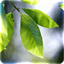 Fresh Leaves APK 1.9.6 Paid Icon
