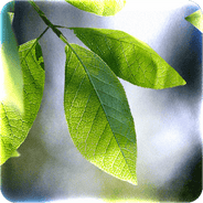 Fresh Leaves APK 1.9.6 Paid